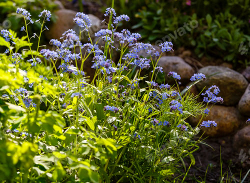 Preview: Blue Flowers Of Forget-Me-Not. Summer Background.