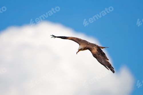 Preview: Falcon With Outstretched Wings Under The Cloudy Blue Sky