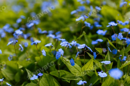 Preview: Navelwort Or Omphalodes Linifolia Blue Flowers In Spring Garden. Opmhalodes Vesna Moench Variety