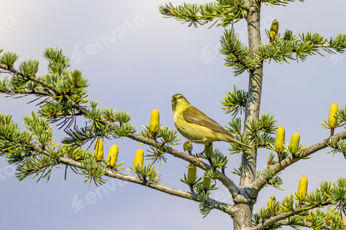 Preview: Cute Little Yellow Bird. Green Blue Nature Background. Bird: Willow Warbler. Phylloscopus Trochilus.