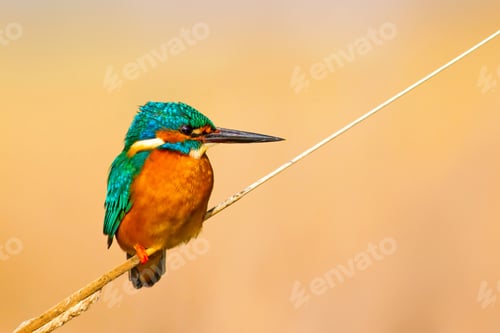 Preview: Cute Bird Kingfisher. Yellow Nature Background. Common Kingfisher Alcedo Atthis