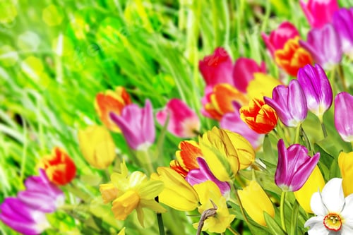Preview: Spring Flowers Daffodils And Tulips