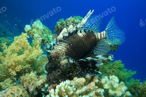 Preview: Big Lionfish