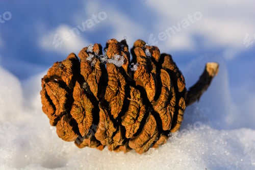 Preview: Sequoia Sempervirens (Coast Redwood) Cone On The Snow, Armenia