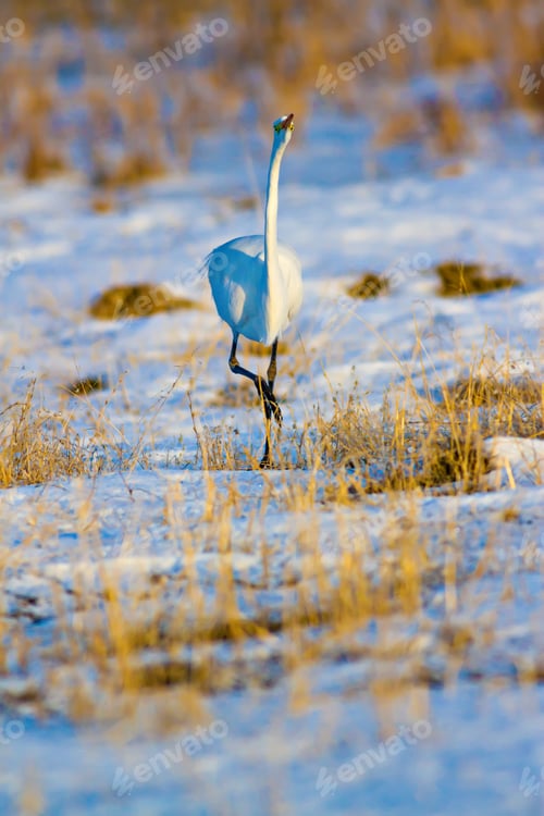 Preview: Big Heron Great Egret. White Snow And Yellow Grass Background. Great Egret / Ardea Alba
