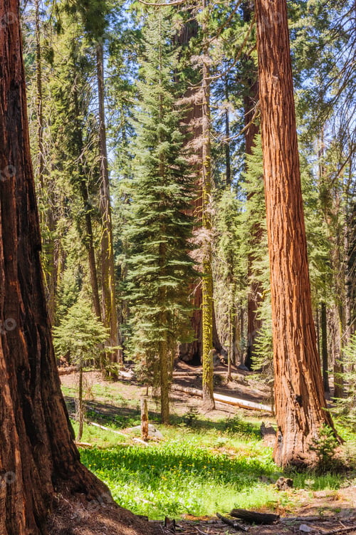Preview: Giant Sequoia Trees In The General Sherman Grove In Sequoia National Park, California, Usa