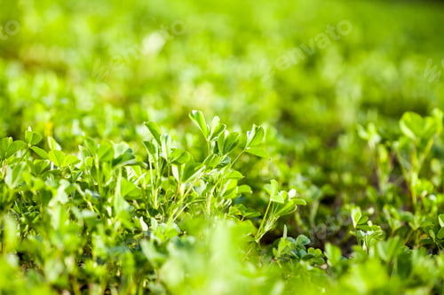 Preview: Lucerne (Medicago Sativa) Small Plants In Early Spring