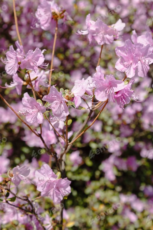 Preview: Beautiful Bushes Of Rhododendron Dauricum Or Ledum In Spring Botanical Garden
