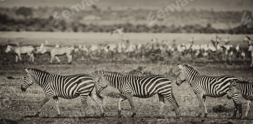 Preview: Zebras In The Lake Manyara National Park, Tanzania