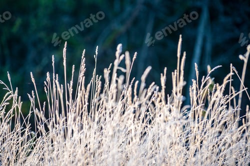 Preview: Frost Covered Grass And Tree Leaves In Sunny Winter Morning Light In Park