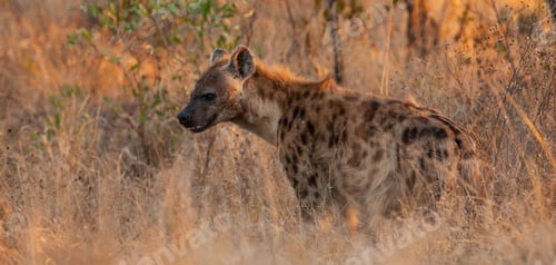 Preview: Spotted Hyena In The Kruger National Park, South Africa