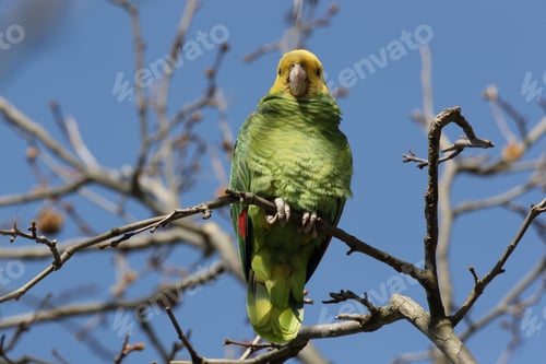 Preview: Yellow-Headed Amazon (Amazona Oratrix), Rosenstein Park, Stuttgart, Baden-Wuerttemberg
