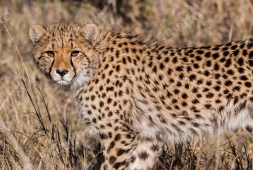 Preview: Cheetah (Acinonyx Jubatus Soemmeringii) In The Okavango-Delta In Botswana