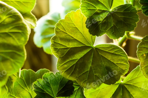 Preview: Green Pelargonium Geranium Leaves, Close Up, Macro