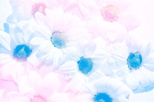 Preview: Colorful Autumn Flowers Of Chrysanthemum. Natural Floral Background.