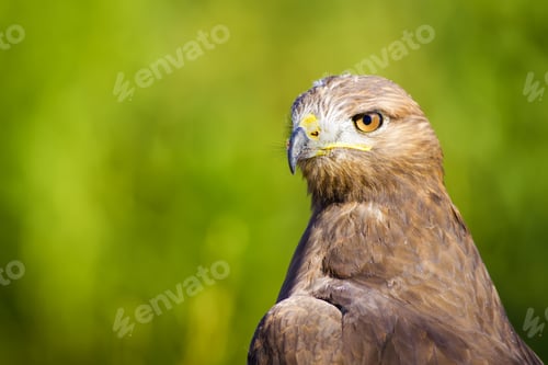 Preview: Bird Of Prey. Green Nature Background Long Legged Buzzard / Buteo Rufinus