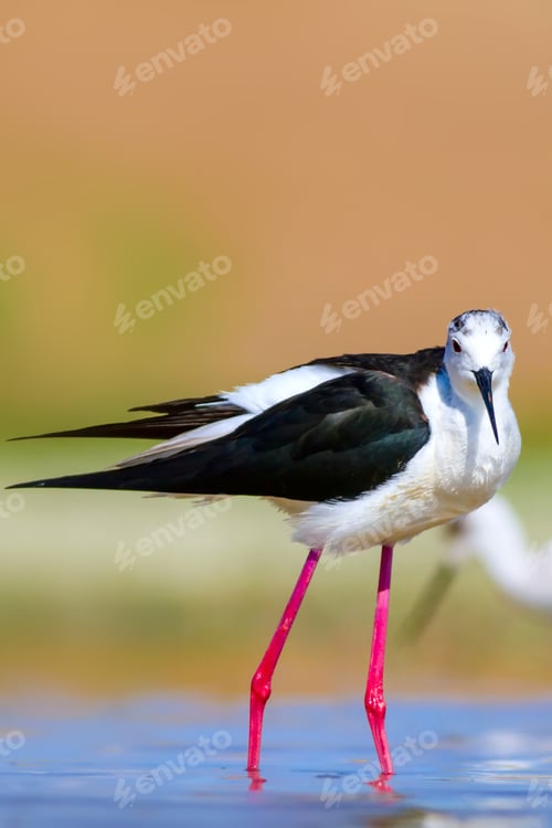 Preview: Common Water Bird. Natural Background. Ankara Mogan Lake Turkey. Bird: Black Winged Stilt