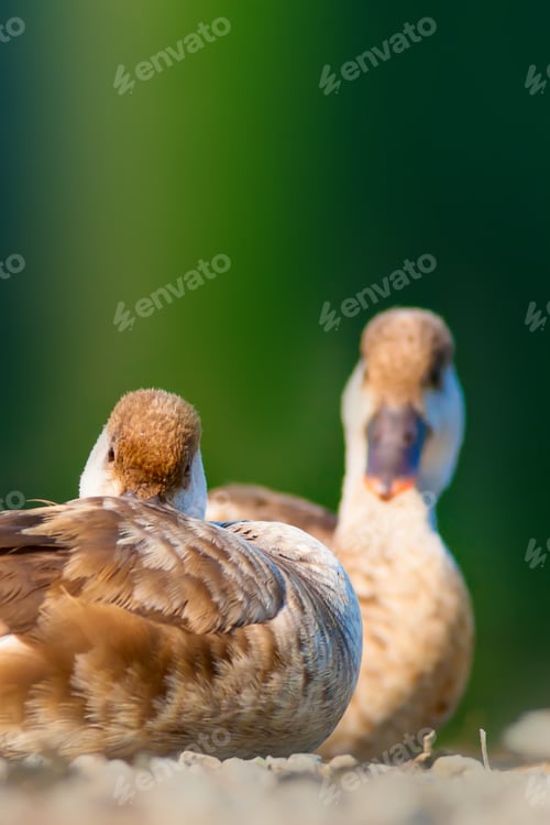 Preview: Duck Family. Nature Background. Red Crested Pochard Netta Rufina.