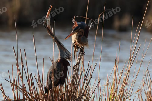 Preview: Purple Heron (Ardea Purpurea), Germany