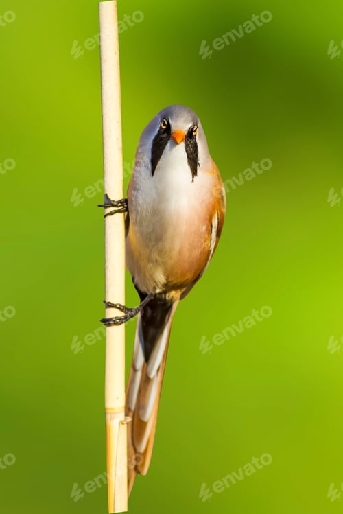 Preview: Cute Little Bird. Isolated Images. Green Nature Background.