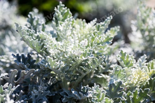Preview: Senecio Cineraria Plant In Botanical Garden