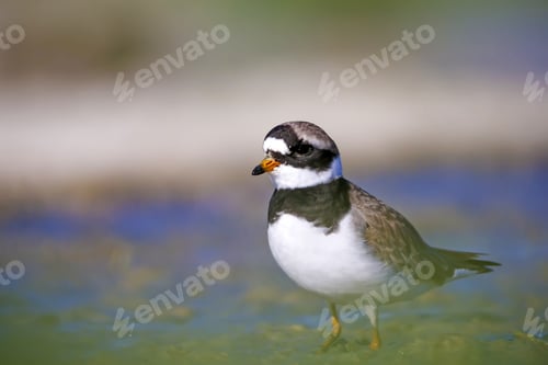 Preview: Cute Little Bird. Nature Background. Bird: Little Ringed Plover. Charadrius Dubius.