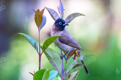 Preview: Cute Bird White Spectacled Bulbul. Nature Backgound. Pycnonotus Xanthopygos.