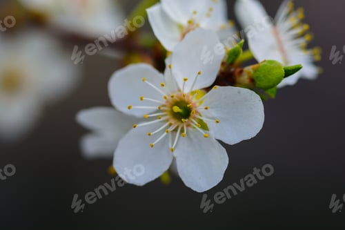Preview: Plum Blossoms