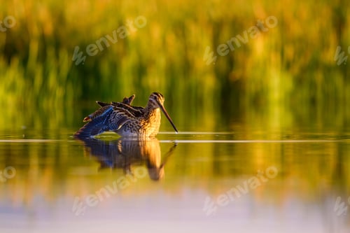 Preview: Water Bird And Nature Background. Green, Yellow Lake Background. Water Reflection. Bird: Common