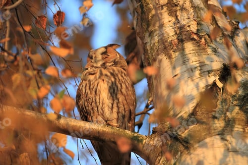 Preview: Long-Eared Owl (Asio Otus) Germany