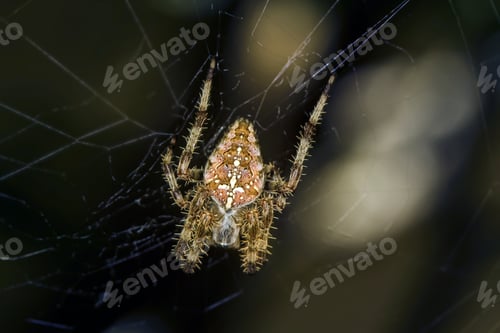 Preview: Spider Macro Photo. Detail Photo. Nature Background.