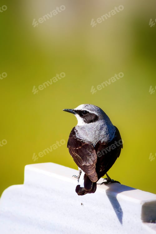 Preview: Cute Bird And Tombstone. Green Nature Background.
