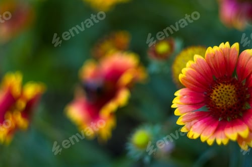 Preview: Pollination By Bees Colorful Flowers Gaillardia In The Garden