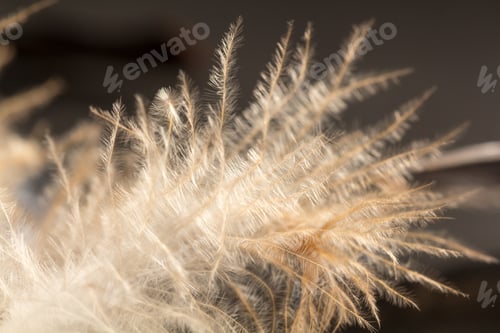 Preview: Colorful Rooster Feather With Details And Reflexions