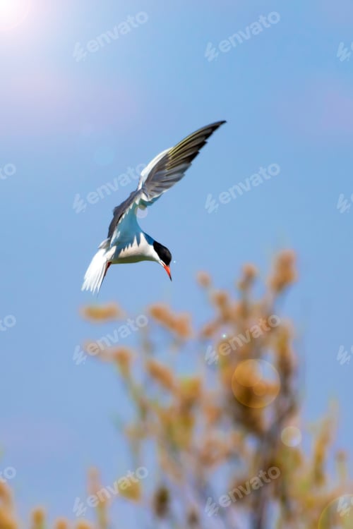 Preview: Flying Bird. Blue Sky Background. Artistic Bird Photography.