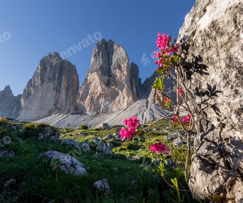 Preview: Flowers Under Tre Cime Di Lavaredo Mountains