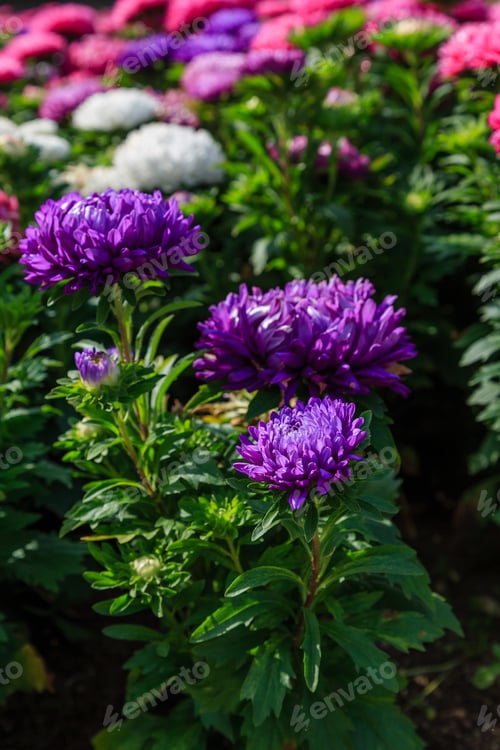 Preview: Purple Flowers Of China Annual Aster (Callistephus Chinensis) In Garden. Floral Background.
