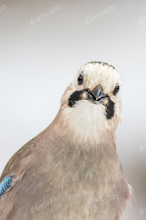 Preview: Cute Bird Eurasian Jay. Nature Background. Bird: Eurasian Jay. Garrulus Glandarius.