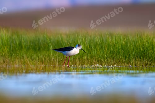 Preview: Cute Water Bird. Colorful Nature Background. Bird: Black Winged Stilt