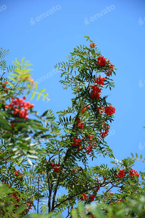 Preview: Rowan Berry (Sorbus Aucuparia)