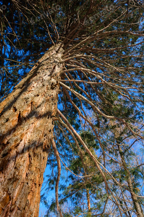 Preview: Sequoia Sempervirens (Coast Redwood) From Below