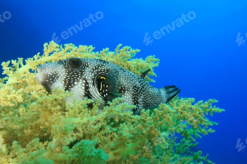 Preview: Whitespotted Puffer (Arothron Hispidus)