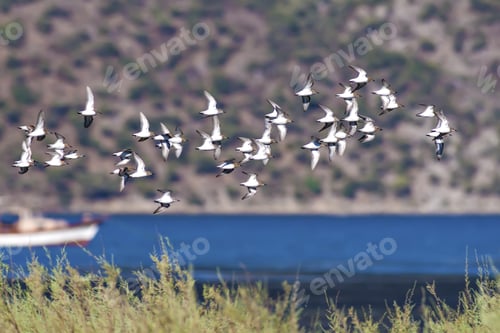 Preview: Flying Water Birds. Green Blue Brown Nature Background. Birds: Ruff. Philomachus Pugnax.