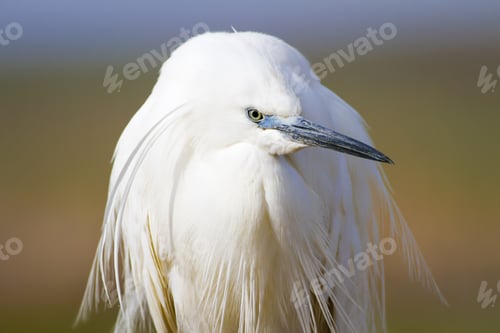 Preview: Beautiful White Heron. Colorful Nature Background. Heron Bird: Little Egret. Egretta Garzetta.