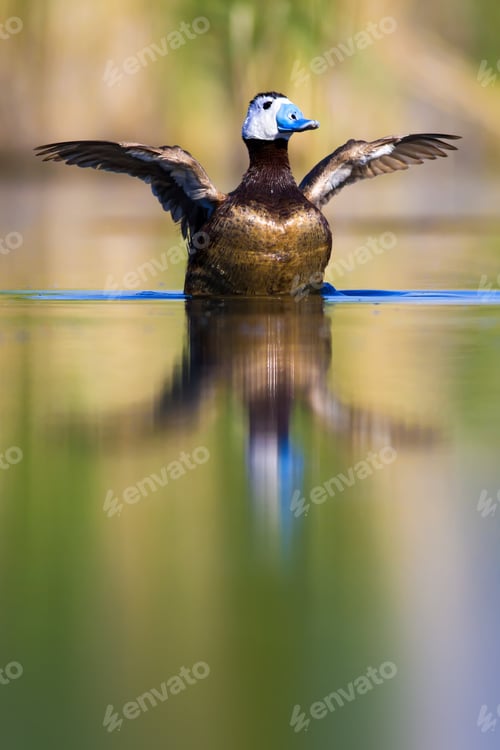 Preview: Swimming Duck. Colorful Lake Background. Bird: White Headed Duck. Oxyura Leucocephala.