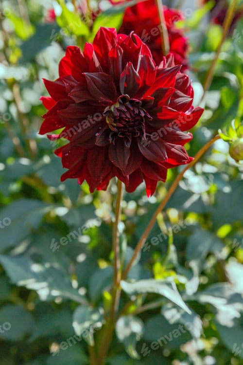 Preview: Beautiful Dahlias In The Autumn Garden. Flowers Dahlias In The Park Or Garden In Autumn.