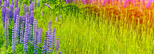Preview: Summer Landscape With Beautiful Bright Lupine Flowers