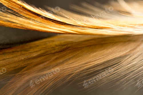 Preview: Colorful Rooster Feather With Details And Reflexions