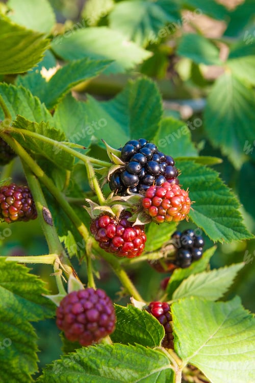 Preview: Red And Black Wild Blackberries Bushes And Branches On Green Leaves In The Garden During A Sunny