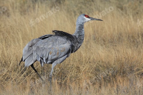 Preview: Sandhill Crane Bosque Del Apache Wildlife Reserve New Mexico Usa